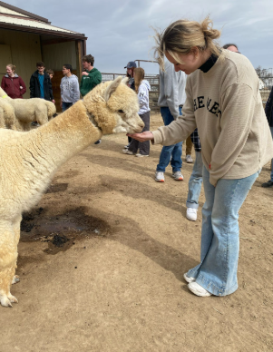 A&S student habitat for humanity with llama